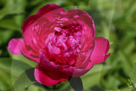Peony Flowers Blooming In Toronto, Canada