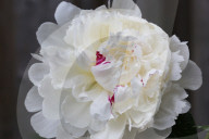 Peony Flowers Blooming In Toronto, Canada