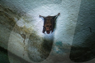  Indian Roundleaf Bat - Urban Encounters Of The Bat Kind - Disease Vector - Dark Knights - Animal India