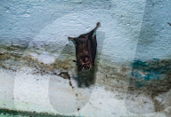  Indian Roundleaf Bat - Urban Encounters Of The Bat Kind - Disease Vector - Dark Knights - Animal India