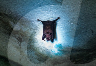  Indian Roundleaf Bat - Urban Encounters Of The Bat Kind - Disease Vector - Dark Knights - Animal India