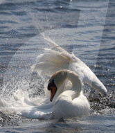 Rosenkällasjön Lake In Linköping, Sweden.