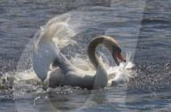 Rosenkällasjön Lake In Linköping, Sweden.