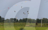 Flog Of Stork Fly Over A Rice Field
