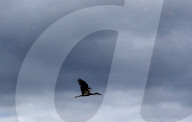 Flog Of Stork Fly Over A Rice Field