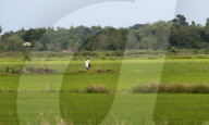 Farmer Work On His Rice Field In Nakhon Sawan/