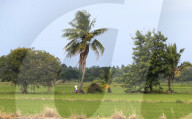 Farmer Work On His Rice Field In Nakhon Sawan/