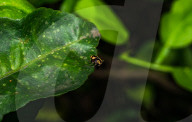 Wasp-mimic Jumping Spider (Rhene Flavicomans) - Animal India