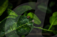 Wasp-mimic Jumping Spider (Rhene Flavicomans) - Animal India
