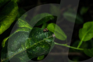 Wasp-mimic Jumping Spider (Rhene Flavicomans) - Animal India