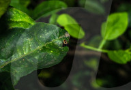 Wasp-mimic Jumping Spider (Rhene Flavicomans) - Animal India