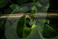 Wasp-mimic Jumping Spider (Rhene Flavicomans) - Animal India