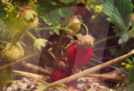 People Picking Strawberries At Tift In Linköping, Sweden.