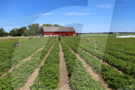 People Picking Strawberries At Tift In Linköping, Sweden.