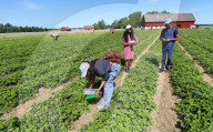 People Picking Strawberries At Tift In Linköping, Sweden.