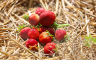 People Picking Strawberries At Tift In Linköping, Sweden.