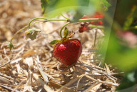 People Picking Strawberries At Tift In Linköping, Sweden.