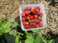 People Picking Strawberries At Tift In Linköping, Sweden.