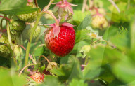 People Picking Strawberries At Tift In Linköping, Sweden.