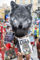 The Iberian Wolf Is Once Again In Danger In Spain.