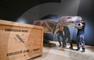 Internationally acclaimed interactive dinosaur exhibition.