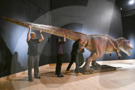 Internationally acclaimed interactive dinosaur exhibition.