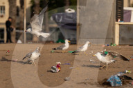 Clearing And Cleaning Of Barcelona Beaches After St. John's Eve.