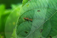  Myrmaplata Plataleoides - Red Weaver-ant Mimicking Jumper -Jumping Spider - Animal India
