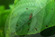  Myrmaplata Plataleoides - Red Weaver-ant Mimicking Jumper -Jumping Spider - Animal India