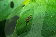  Myrmaplata Plataleoides - Red Weaver-ant Mimicking Jumper -Jumping Spider - Animal India