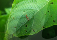  Myrmaplata Plataleoides - Red Weaver-ant Mimicking Jumper -Jumping Spider - Animal India