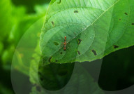  Myrmaplata Plataleoides - Red Weaver-ant Mimicking Jumper -Jumping Spider - Animal India