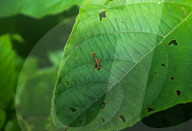  Myrmaplata Plataleoides - Red Weaver-ant Mimicking Jumper -Jumping Spider - Animal India