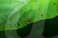  Myrmaplata Plataleoides - Red Weaver-ant Mimicking Jumper -Jumping Spider - Animal India