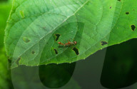  Myrmaplata Plataleoides - Red Weaver-ant Mimicking Jumper -Jumping Spider - Animal India