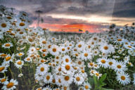 A daisy chain.... A field of daisies in full bloom in a field in France by Olivier Jarry-Lacombe