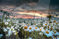 A daisy chain.... A field of daisies in full bloom in a field in France by Olivier Jarry-Lacombe