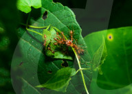 Asian Weaver Ants Attack - Oecophylla Smaragdina - Ladybug - Coccinellidae - Animal India