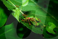Asian Weaver Ants Attack - Oecophylla Smaragdina - Ladybug - Coccinellidae - Animal India