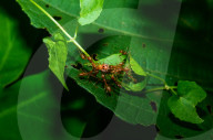 Asian Weaver Ants Attack - Oecophylla Smaragdina - Ladybug - Coccinellidae - Animal India