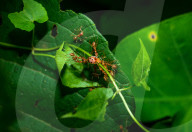 Asian Weaver Ants Attack - Oecophylla Smaragdina - Ladybug - Coccinellidae - Animal India