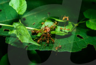 Asian Weaver Ants Attack - Oecophylla Smaragdina - Ladybug - Coccinellidae - Animal India
