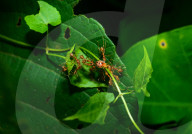 Asian Weaver Ants Attack - Oecophylla Smaragdina - Ladybug - Coccinellidae - Animal India