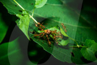 Asian Weaver Ants Attack - Oecophylla Smaragdina - Ladybug - Coccinellidae - Animal India