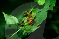 Asian Weaver Ants Attack - Oecophylla Smaragdina - Ladybug - Coccinellidae - Animal India