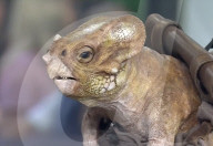 Scarlett Johansson brings baby dinosaur to TV interview