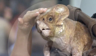 Scarlett Johansson brings baby dinosaur to TV interview
