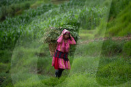 Nepali Farmers Go Brisky With Plantation Of Paddy As Monsoon Kicks In