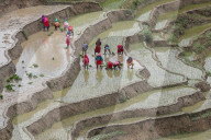 Paddy Transplantation In Nepal