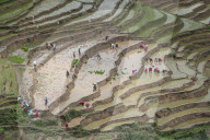Paddy Transplantation In Nepal